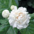 Jasmin sambac - Jasminum sambac - Parfume le thé le riz et autres